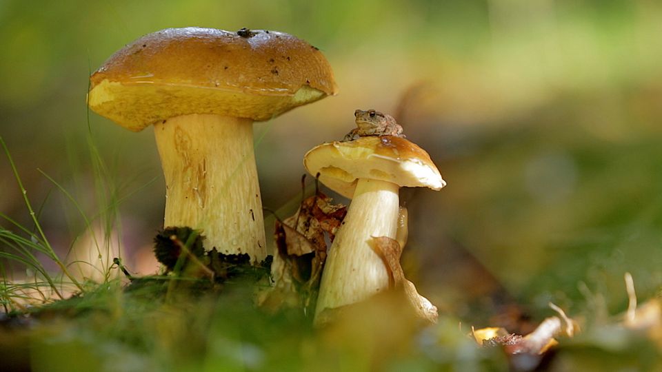 Porcini mushrooms, chestnuts and chanterelles: The best tricks for collecting mushrooms