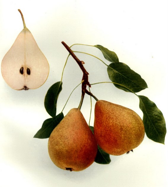 Giffard Buttered Pear