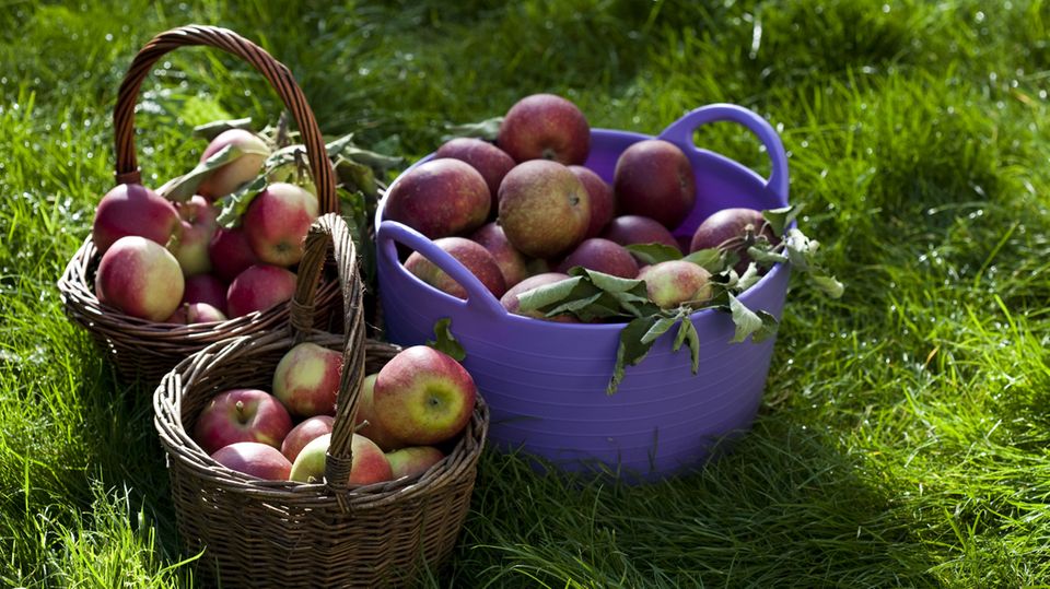 Within a year, apples have become 17 percent cheaper, according to calculations by the Federal Statistical Office in Wiesbaden.  Prices for onions and garlic also fell by 17 percent during this period.