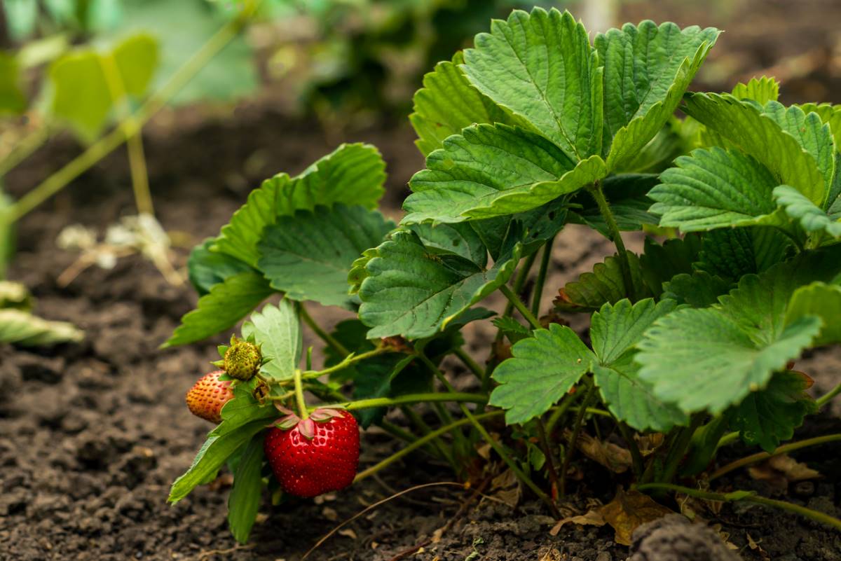 strawberry plant in the ground