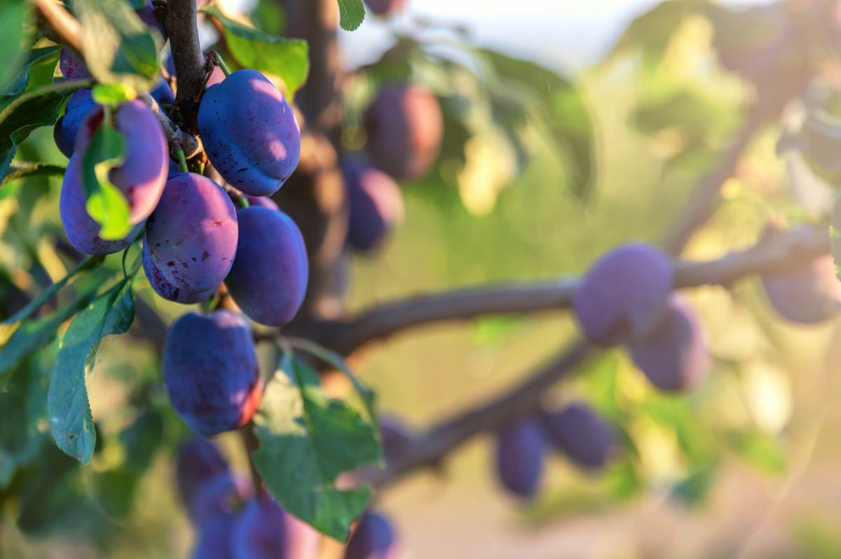 plums on a plum tree