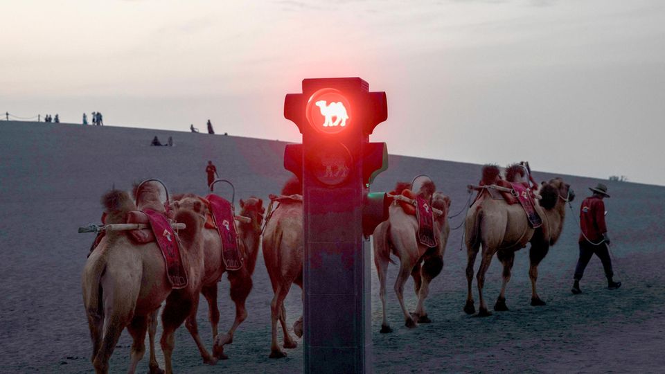 Stop camels!  Red traffic light on the Silk Road in Gansu Province, China
