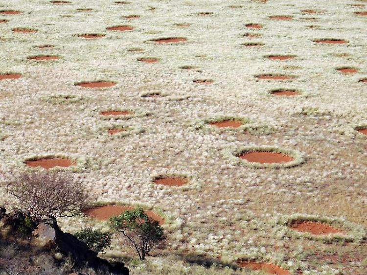 Fairy circles in Australia: The researchers discovered similar patterns in 263 areas in 15 countries on three continents.