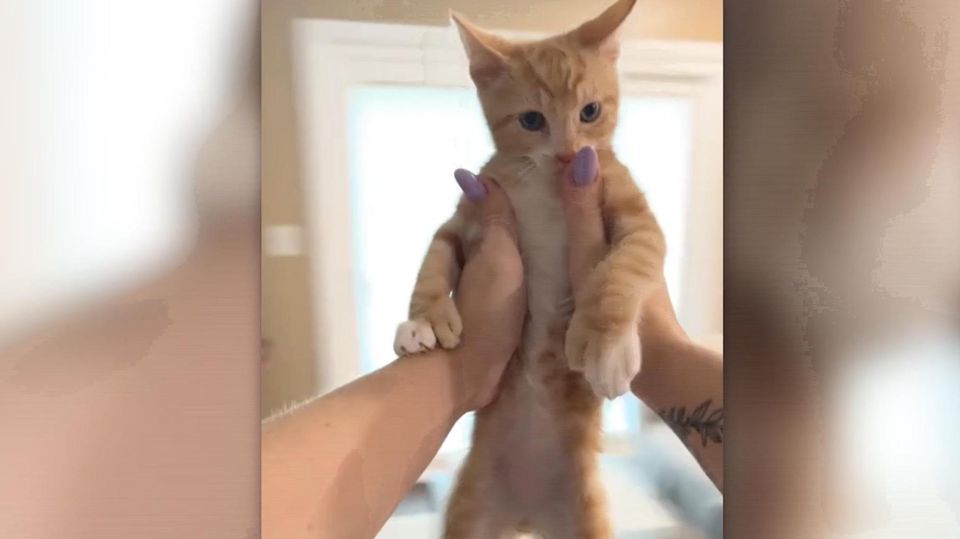 New TikTok challenge: People throw their cats through the air for clicks