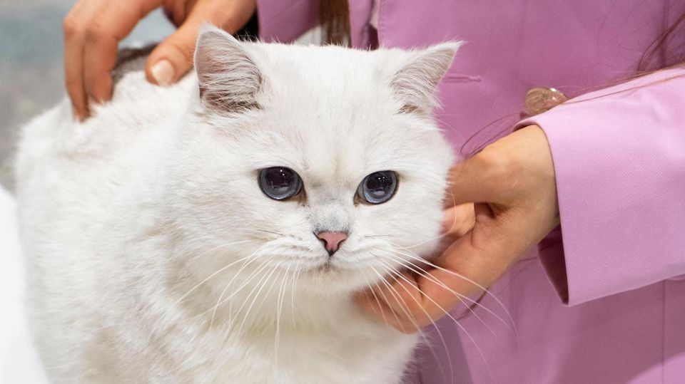 White cats with blue eyes