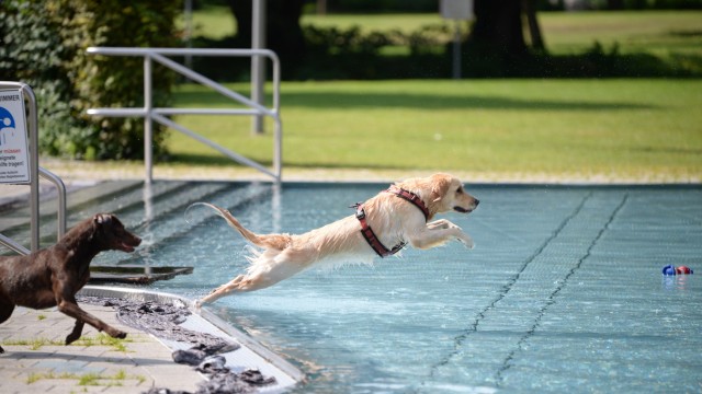 Dog bathing days: woof, woof, splash!  With a running start into the water...