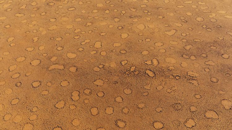 Fairy circles, here in Namibia, are circular, vegetation-free places several meters in diameter.