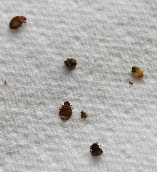 Dead bed bugs lie on a paper towel on April 30, 2009 in San Francisco, California. 