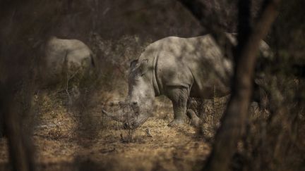 A white rhino photographed in the Pretoria region (South Africa), August 7, 2020. (MICHELE SPATARI / AFP)