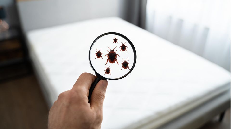 Bed bugs are usually introduced