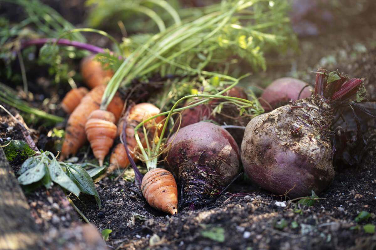 Carrots And Beets Out Of The Ground