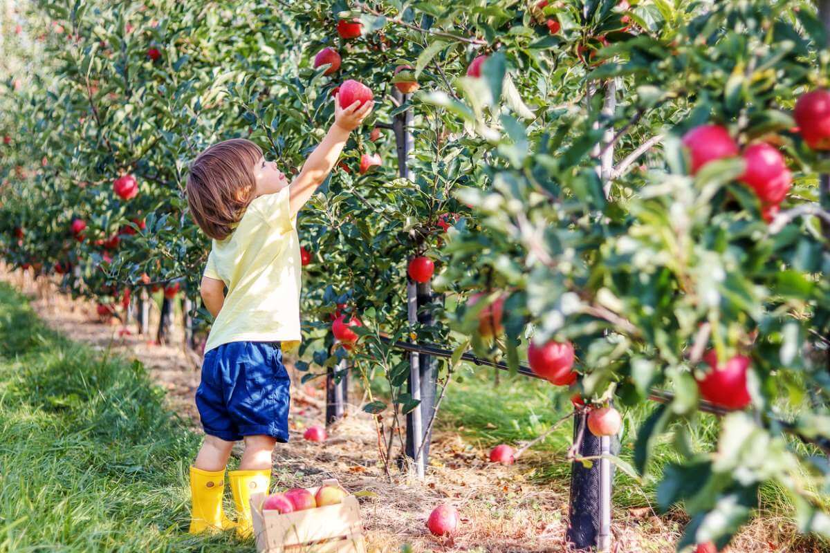 Little Child Picking Apples