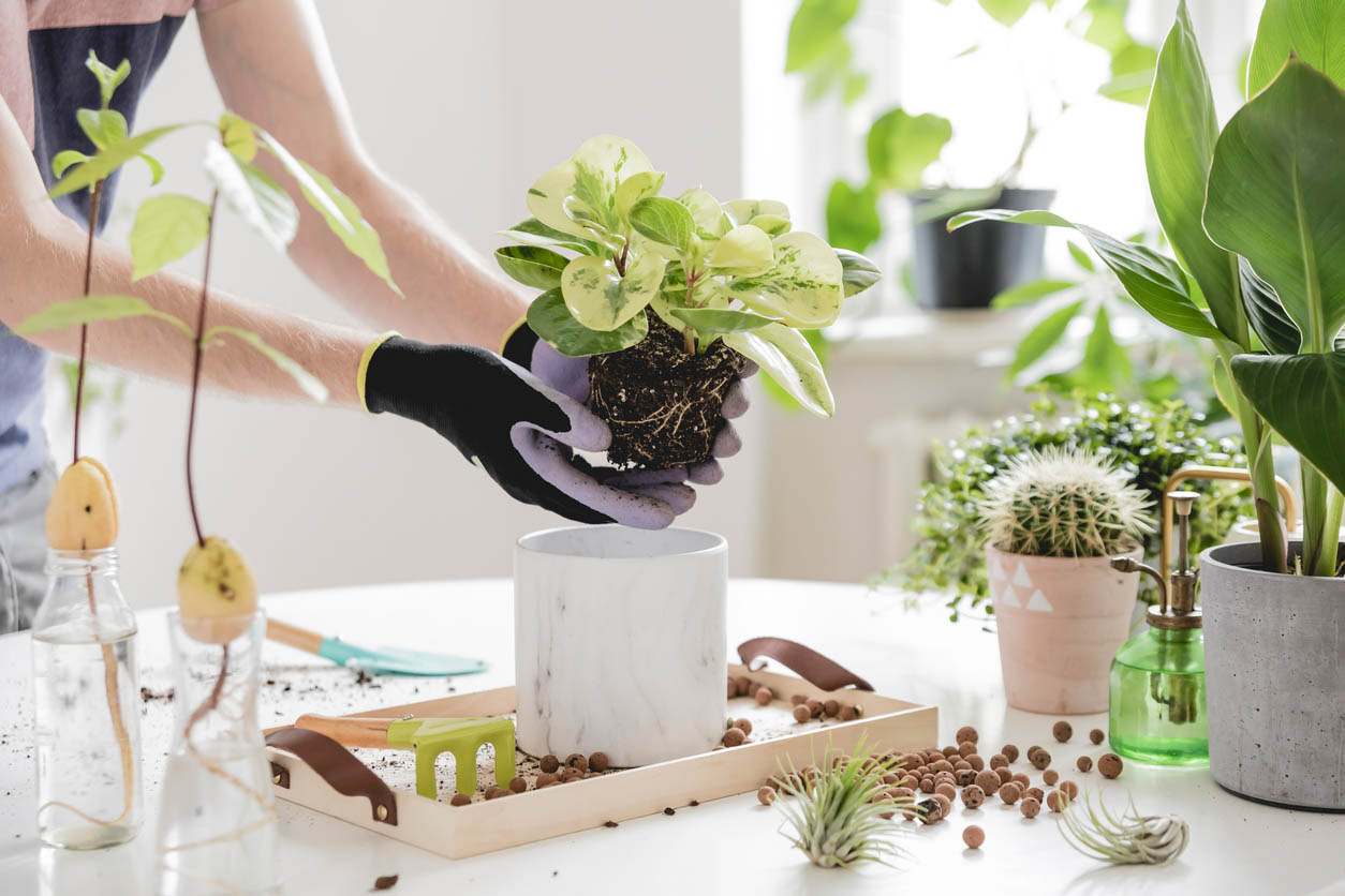 woman repotting her green plant