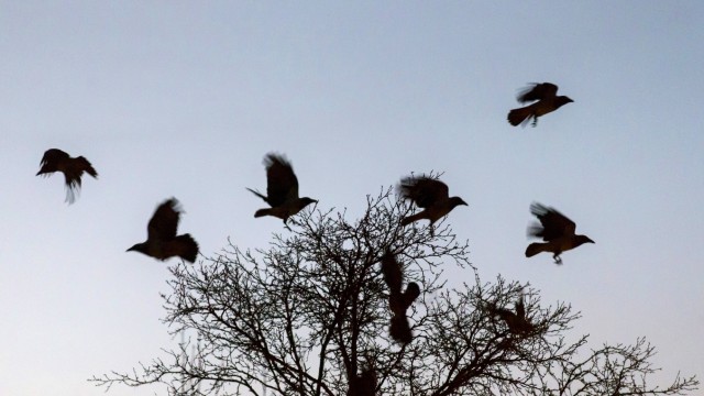 Favorites of the week: Hooded crows flying at dusk in Norway.