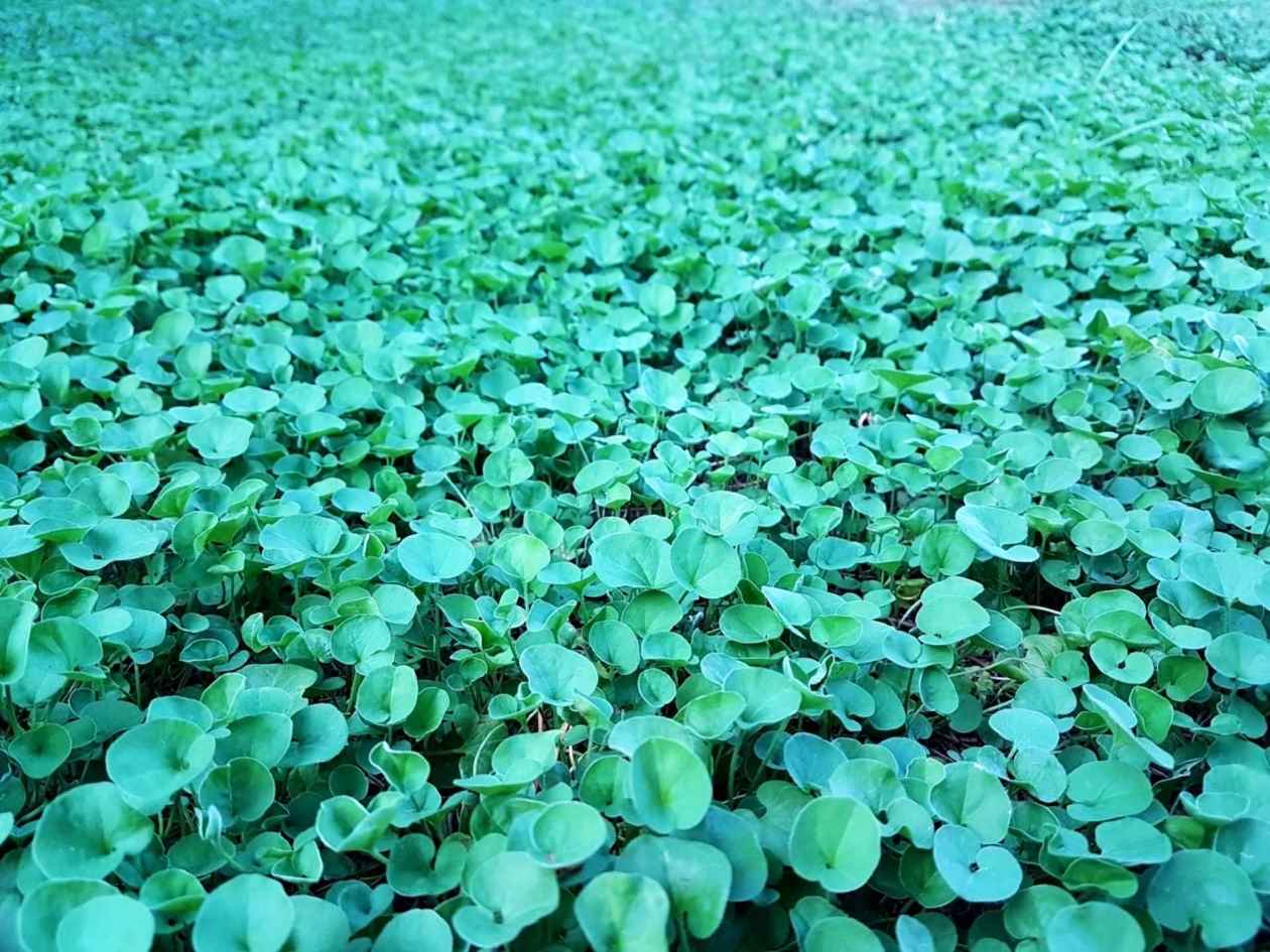 Ground Cover Plant