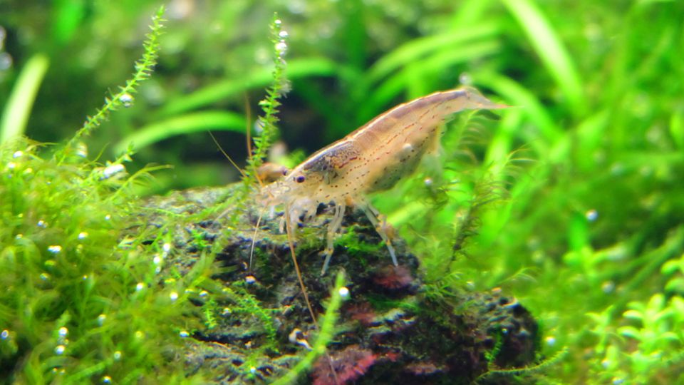 Shrimp are good for fighting algae