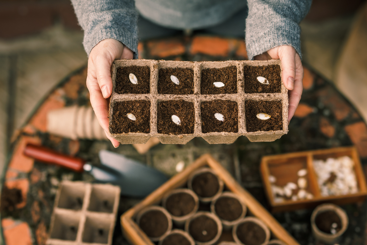 Make Your Own Seedlings 