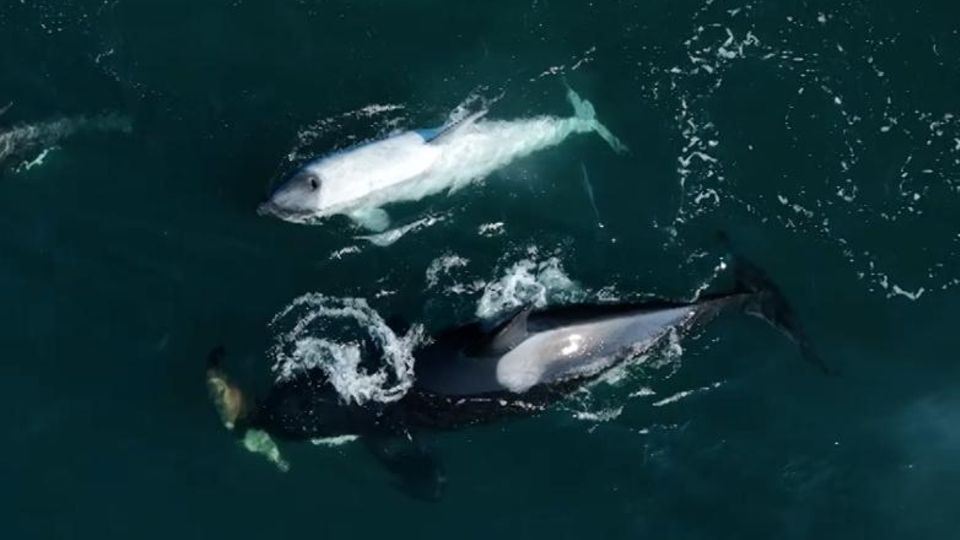 Extremely rare sighting: Drone films white whale off California coast