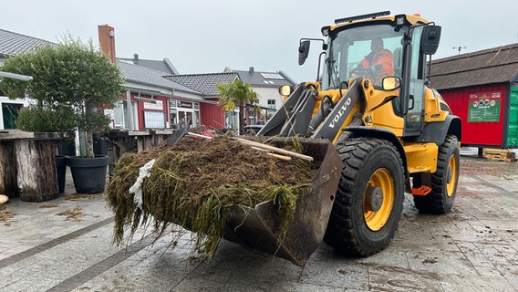 A wheel loader transports a large amount of washed-up seaweed in its bucket.  © NDR Photo: Hauke ​​von Hallern