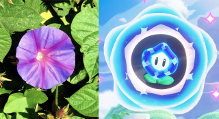 An azure blue ipomoea and Mario's favorite flower.