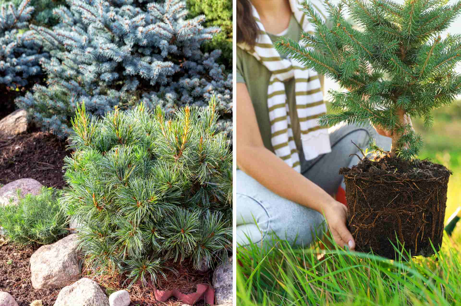 Dwarf Conifers In The Rockery And Woman Planting A Fir