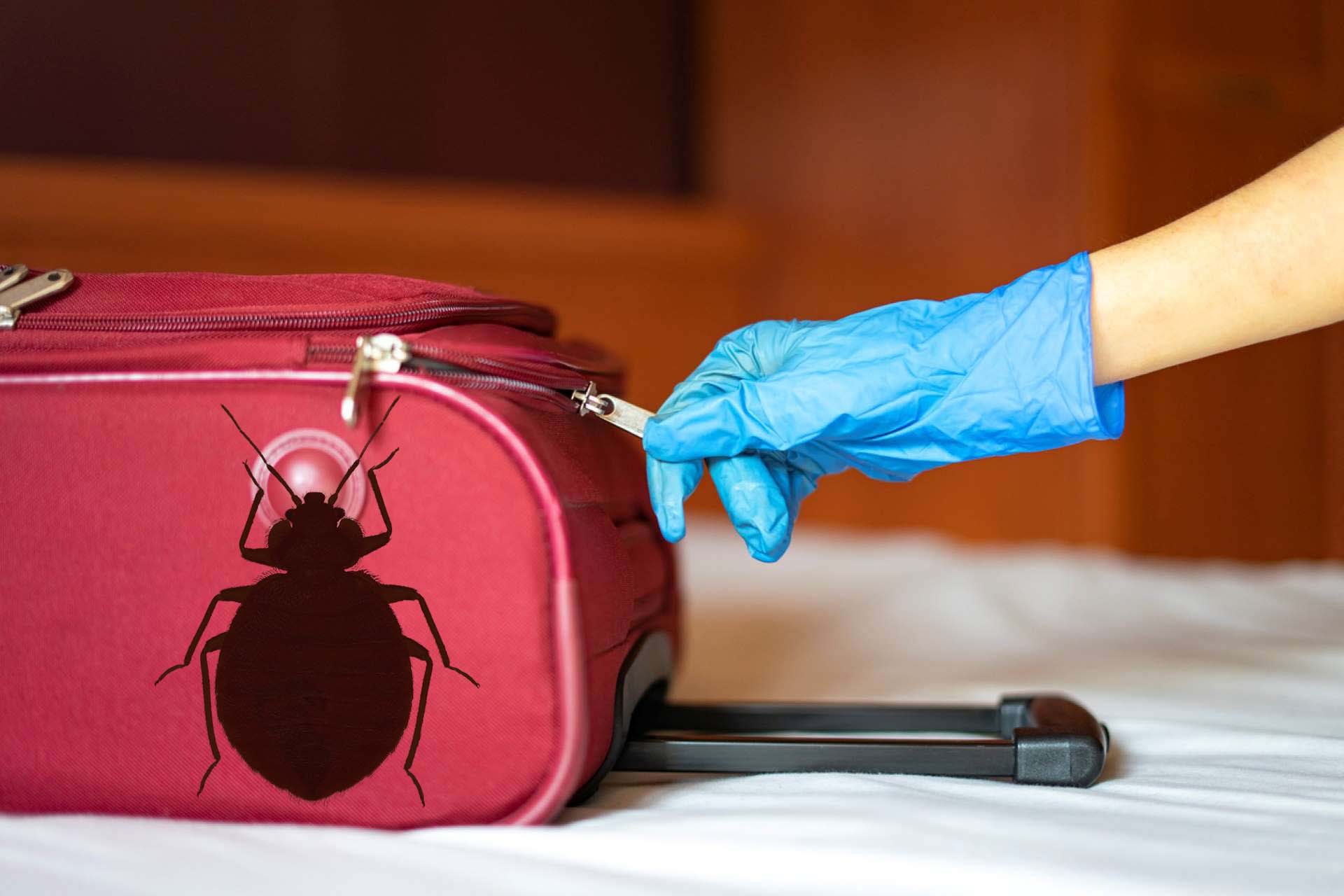 Bed Bugs Suitcases