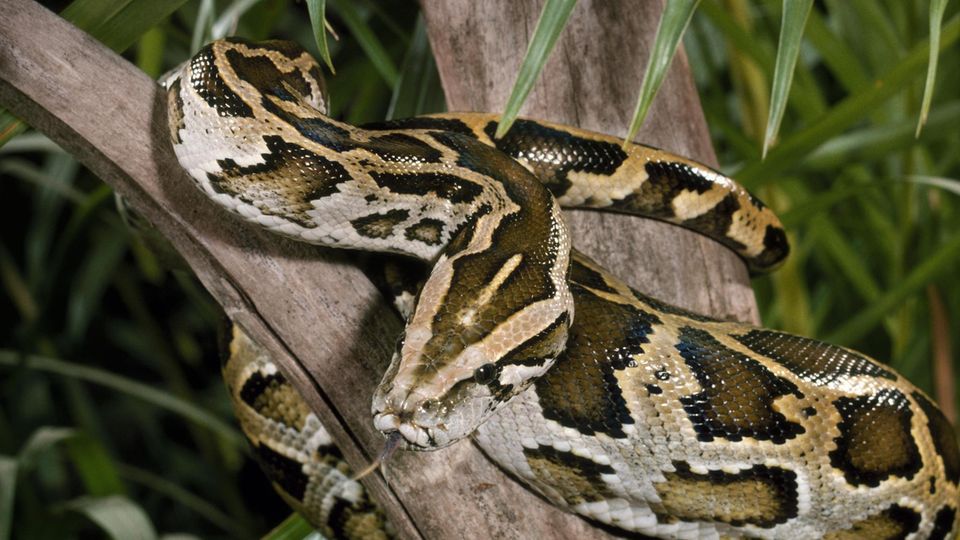Search for the Apex Predator - in the swamp with Florida's python hunters