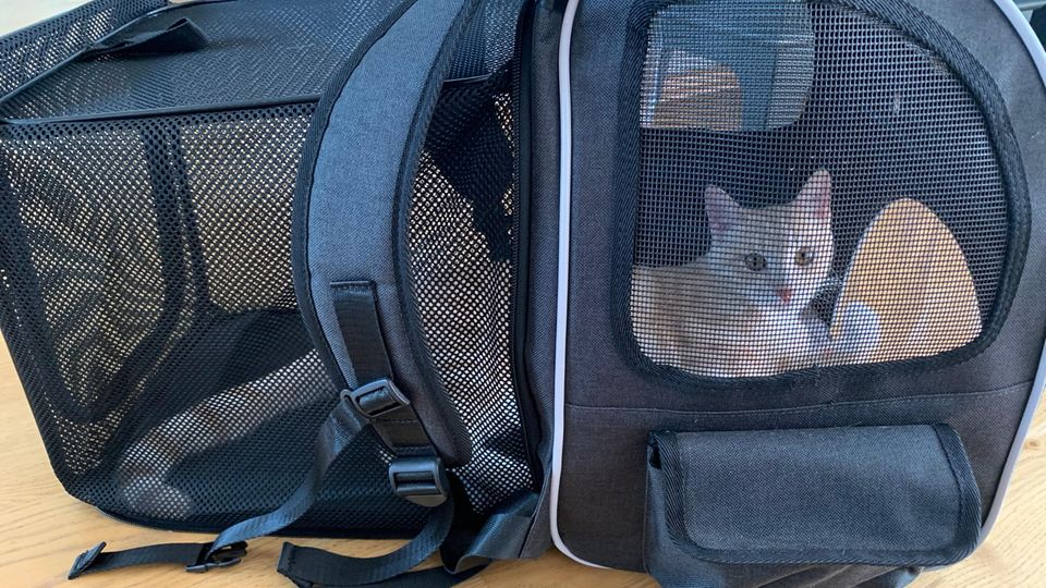 A cat in a backpack