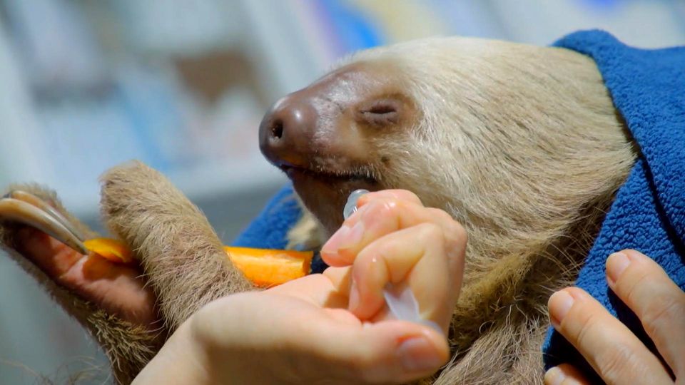 Hundreds of animals rescued: A number of sloths in Costa Rica end up in reception camps