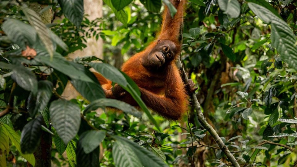 Palm oil: An orangutan hangs in a tree