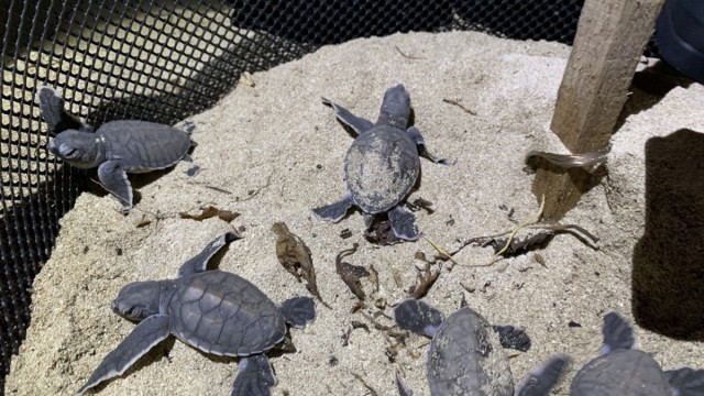 Turtles: The temperature, which influences the sex ratio, was measured every hour in the test nests.