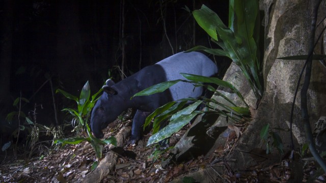 Animals: Black-backed tapirs are not quite as rare as Malaysian tigers, but are considered critically endangered.