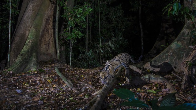 Animals: Clouded leopards can not only balance well, but can also hang upside down on branches.