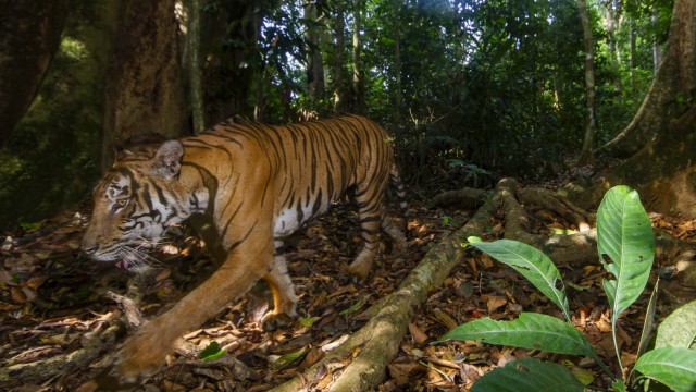 Animals: It has only been known since 2004 that the Malaysian tiger is a separate subspecies.