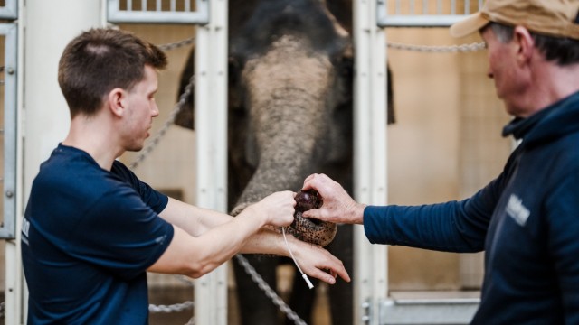 Elephants in Hellabrunn Zoo: ... first commands are practiced, then the trunk is rinsed ...