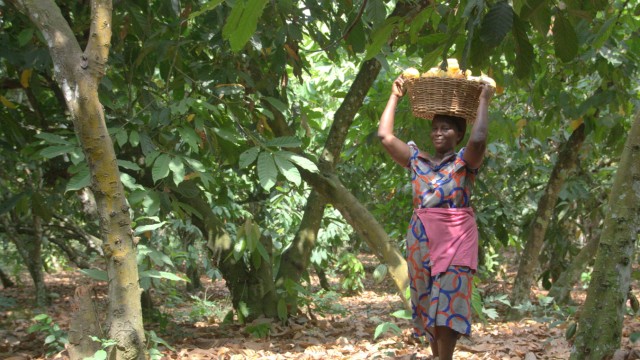 Fair trade: The cocoa plantation is about an hour's drive from the capital Accra.