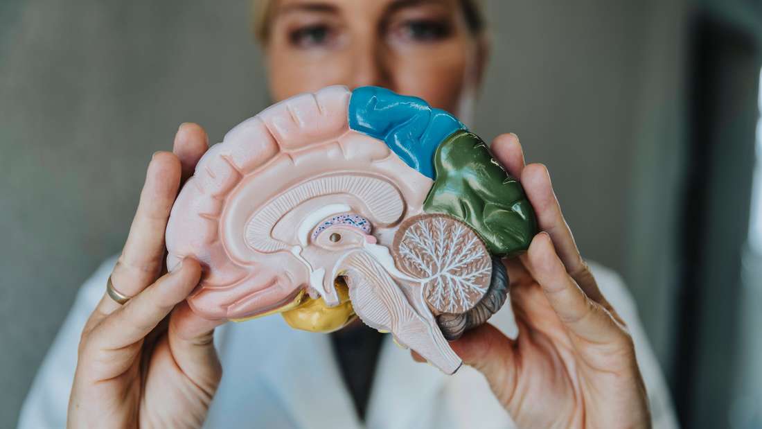 Frau hält Modell von Gehirn in Händen