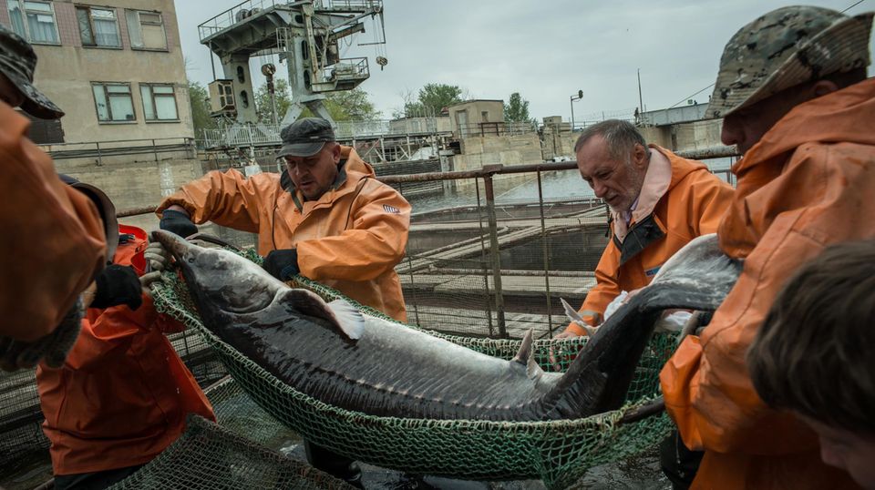 Since sturgeon and beluga fishing is officially prohibited, the fish are bred in factories along the mouth of the Volga.  Here a beluga is made from one of the company's tanks "Raskat" lifted. 