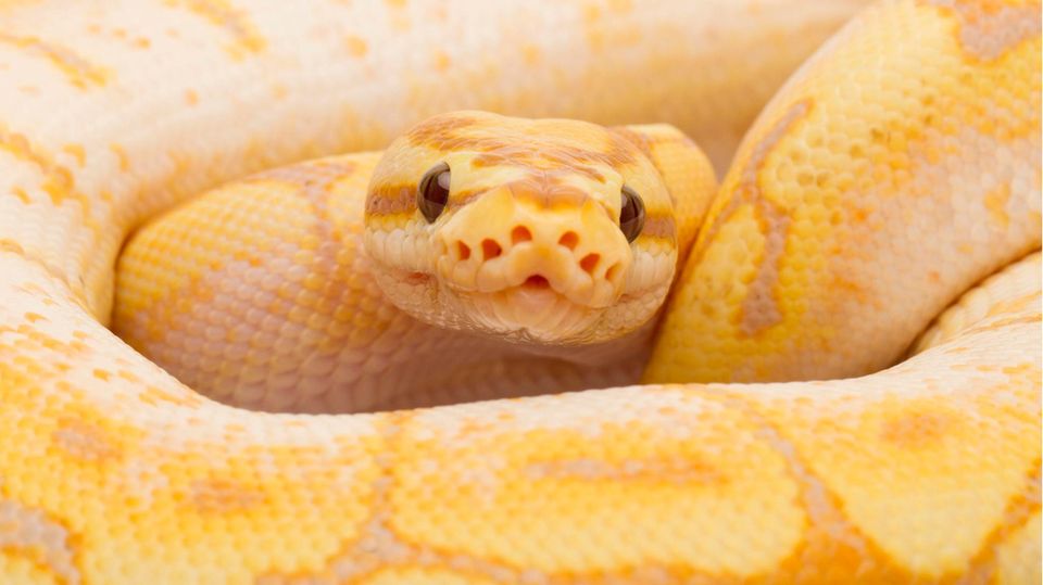A bright yellow snake looks into the camera; the animal comes from a torture farm