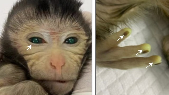 Basic research: Monkey number ten on the third day after birth: skin, eyes and fingertips appear greenish due to the added stem cells.