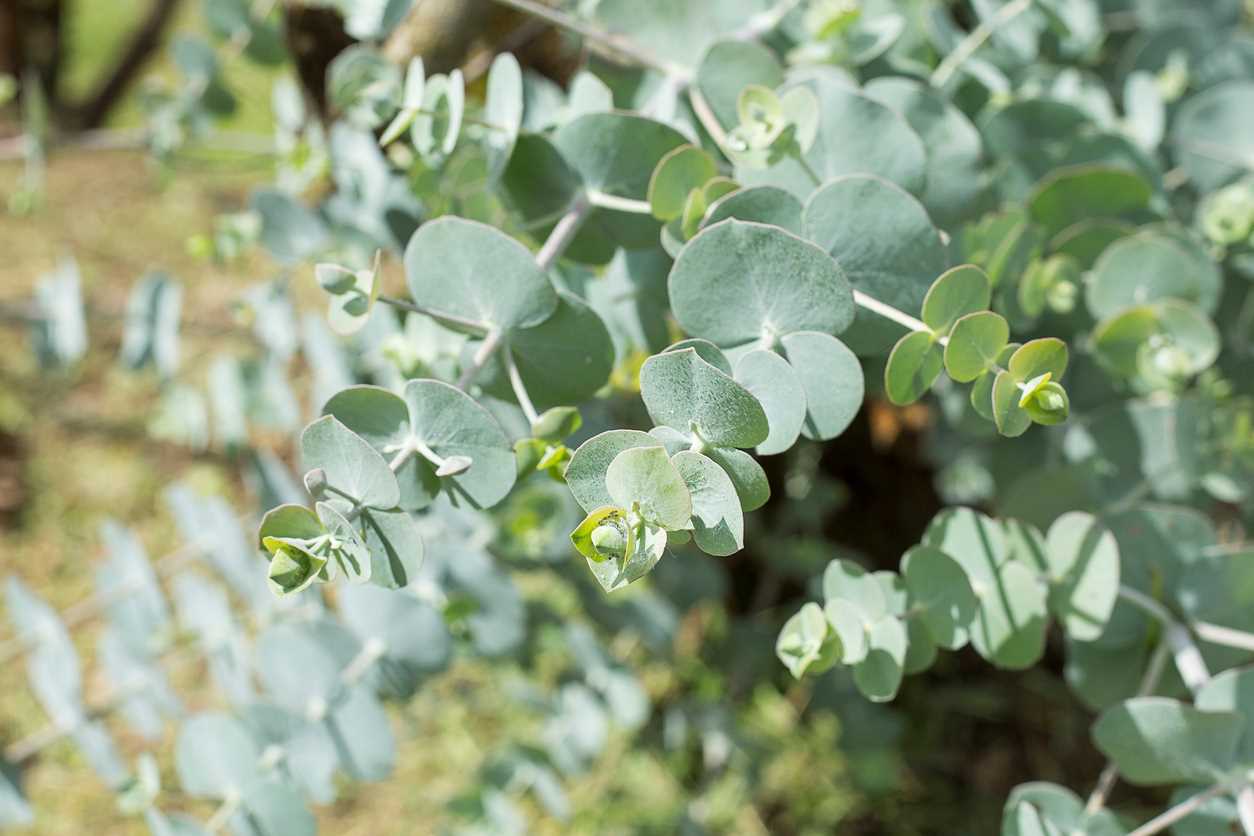 Eucalyptus Gunii