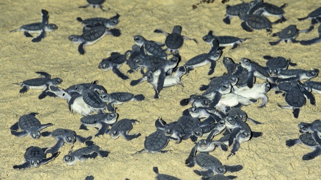 Turtles: After hatching, all baby turtles run into the sea as if on command.
