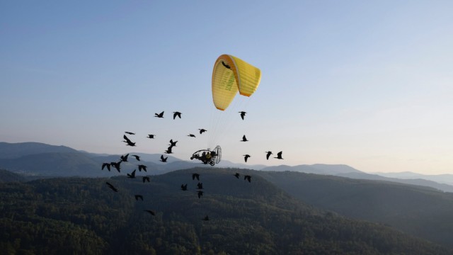 Nature and the environment: The northern ibises are first shown where life is headed by people in light aircraft.