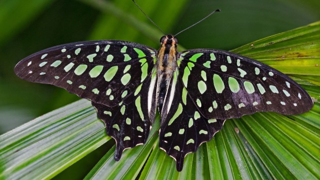 Butterfly exhibition: Unlike many species, males and females of the neon sail butterfly (Graphium agamemnon), which also comes from Southeast Asia, look the same.