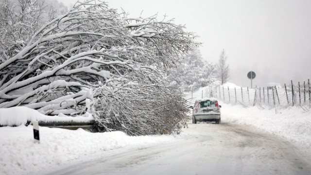 Onset of winter in Bavaria: In Landsberg am Lech, a tree could not withstand the snow load.