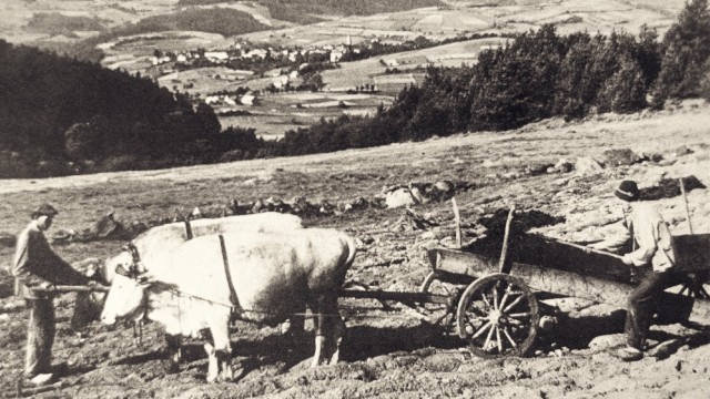 Bavarian history: Zosum was one of the poorer settlements, making a living here was never easy.  The picture shows a team of oxen with a load of manure fertilizing the field.