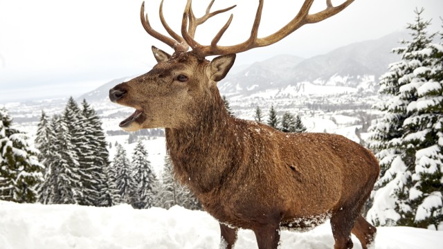 Excursion in the snow: In the deer enclosure near the Reiseralm, children and parents can look at the deer before they venture down the slope.