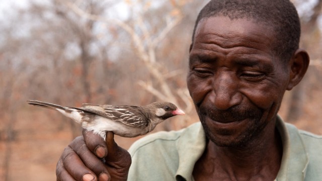 Animals: Yao honey hunter Seliano Rucunua holds a female honey pointer in Niassa Reserve, Mozambique.
