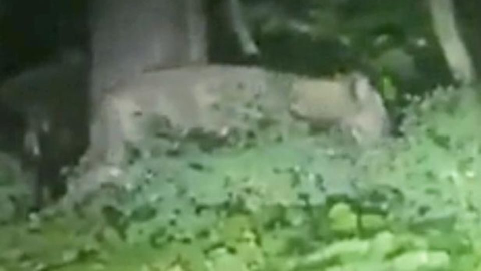 The surveillance footage of the supposed lion