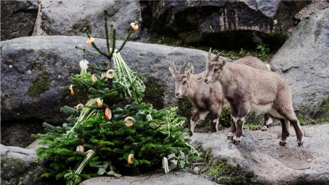 Gift giving in Hellabrunn: The ibexes look at how the pack leader behaves - only then do they approach the coniferous tree decorated with fruit and vegetables.